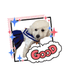 愛犬なぎちゃんのスタンプ（個別スタンプ：30）