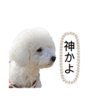 愛犬なぎちゃんのスタンプ（個別スタンプ：33）
