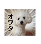 愛犬なぎちゃんのスタンプ（個別スタンプ：34）