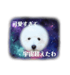 愛犬なぎちゃんのスタンプ（個別スタンプ：35）