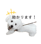 愛犬なぎちゃんのスタンプ（個別スタンプ：38）
