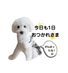 愛犬なぎちゃんのスタンプ（個別スタンプ：39）