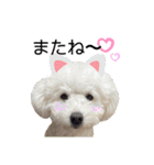 愛犬なぎちゃんのスタンプ（個別スタンプ：40）