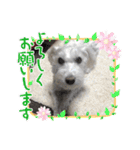 haruちゃんのお家（個別スタンプ：3）