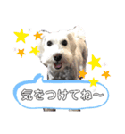 haruちゃんのお家（個別スタンプ：16）
