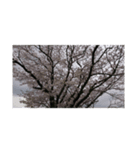 さくら舞い散る中に忘れた記憶と記録（個別スタンプ：3）