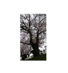 さくら舞い散る中に忘れた記憶と記録（個別スタンプ：4）