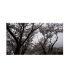 さくら舞い散る中に忘れた記憶と記録（個別スタンプ：5）