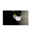 さくら舞い散る中に忘れた記憶と記録（個別スタンプ：10）