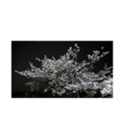 さくら舞い散る中に忘れた記憶と記録（個別スタンプ：14）