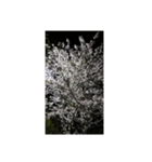 さくら舞い散る中に忘れた記憶と記録（個別スタンプ：15）