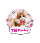 猫のかんたろう（個別スタンプ：6）