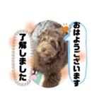 Australian Labradoodle Lutzの日常3（個別スタンプ：1）