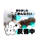 Australian Labradoodle Lutzの日常3（個別スタンプ：2）