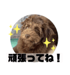 Australian Labradoodle Lutzの日常3（個別スタンプ：4）