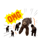 Australian Labradoodle Lutzの日常3（個別スタンプ：5）