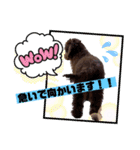 Australian Labradoodle Lutzの日常3（個別スタンプ：6）