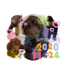 Australian Labradoodle Lutzの日常3（個別スタンプ：7）