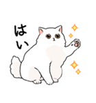 もふもふの白い猫（個別スタンプ：9）