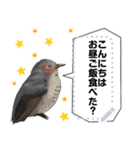 色々な鳥のスタンプ（個別スタンプ：11）