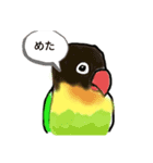 キエリクロボタンインコ長野弁おしゃべり（個別スタンプ：1）
