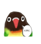 キエリクロボタンインコ長野弁おしゃべり（個別スタンプ：4）