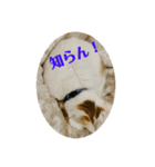 オマンプ1（個別スタンプ：1）