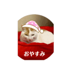 オマンプ1（個別スタンプ：2）