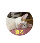 オマンプ1（個別スタンプ：3）