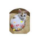 オマンプ1（個別スタンプ：7）