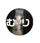 ぽんず日記2（個別スタンプ：1）