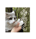ぽんず日記2（個別スタンプ：3）