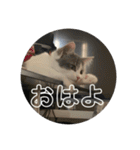 ぽんず日記2（個別スタンプ：4）