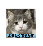 ROY RAW RUA（個別スタンプ：3）