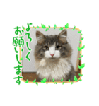 ROY RAW RUA（個別スタンプ：4）