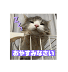 ROY RAW RUA（個別スタンプ：7）