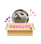 ROY RAW RUA（個別スタンプ：13）