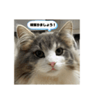 ROY RAW RUA（個別スタンプ：14）