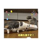 ROY RAW RUA（個別スタンプ：16）