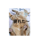 ニャン会話(=^・^=)（個別スタンプ：1）