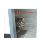 ニャン会話(=^・^=)（個別スタンプ：2）