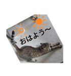 ニャン会話(=^・^=)（個別スタンプ：3）