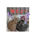 ニャン会話(=^・^=)（個別スタンプ：4）