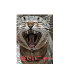 ニャン会話(=^・^=)（個別スタンプ：5）
