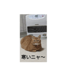 ニャン会話(=^・^=)（個別スタンプ：6）