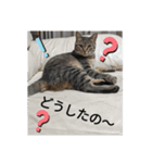 ニャン会話(=^・^=)（個別スタンプ：7）