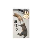 ニャン会話(=^・^=)（個別スタンプ：8）