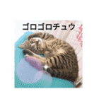ニャン会話(=^・^=)（個別スタンプ：9）