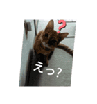 ニャン会話(=^・^=)（個別スタンプ：10）