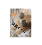 ニャン会話(=^・^=)（個別スタンプ：11）